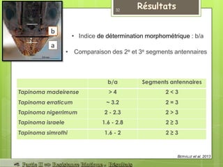 a
b
BERVILLE et al. 2013
• Comparaison des 2e et 3e segments antennaires
• Indice de détermination morphométrique : b/a
b/a Segments antennaires
Tapinoma madeirense > 4 2 < 3
Tapinoma erraticum ~ 3.2 2 = 3
Tapinoma nigerrimum 2 - 2.3 2 > 3
Tapinoma israele 1.6 - 2.8 2 ≥ 3
Tapinoma simrothi 1.6 - 2 2 ≥ 3
32
 