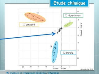 T. nigerrimum
T. israele
T. simrothi
BERVILLE et al. 2013
37
 