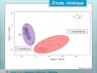 T. erraticum
T. madeirense
BERVILLE et al. 2013
38
 