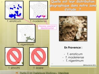 En Provence :
- T. erraticum
- T. madeirense
- T. nigerrimum
T. erraticum T. madeirense
T. nigerrimum
T. israeleT. simrothi
Nouveau pour le (s)
département (s)
BERVILLE et al. 2013
41
41
 