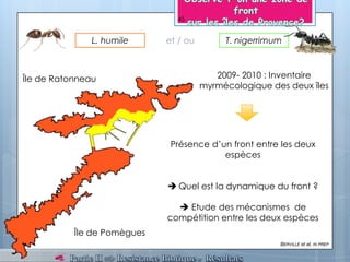 T. nigerrimumL. humile
BERVILLE et al, IN PREP
et / ou
Île de Ratonneau
Île de Pomègues
Présence d’un front entre les deux
espèces
 Quel est la dynamique du front ?
 Etude des mécanismes de
compétition entre les deux espèces
2009- 2010 : Inventaire
myrmécologique des deux îles
45
 