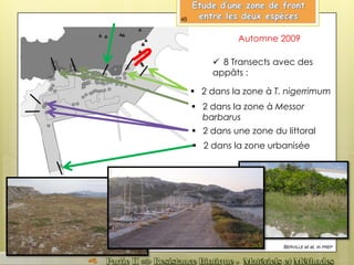 Automne 2009
 8 Transects avec des
appâts :
BERVILLE et al, IN PREP
 2 dans une zone du littoral
 2 dans la zone à Messor
barbarus
 2 dans la zone à T. nigerrimum
 2 dans la zone urbanisée
48
Pelouse à
Brachypodium retusum
Garrigue à Romarin
Zone à Limonium spp.
Atriplex 
Lentisque 
Pelouse
 