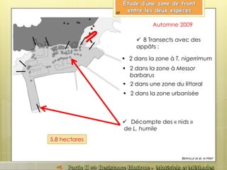Automne 2009
5.8 hectares
 8 Transects avec des
appâts :
BERVILLE et al, IN PREP
 Décompte des « nids »
de L. humile
 2 dans une zone du littoral
 2 dans la zone à Messor
barbarus
 2 dans la zone à T. nigerrimum
 2 dans la zone urbanisée
49
 