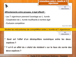 BLIGHT et al. 2010
Affrontements entre groupes, à égal effectif :
- Les T. nigerrimum prennent l’avantage sur L. humile
- Exclusion compétitive
- Coopération de L. humile insuffisante à nombre égal
Etudier les mécanismes de compétition entre L. humile et T. nigerrimum :
en
laboratoire
en
laboratoire
55
 