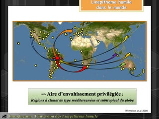 => Aire d’envahissement privilégiée :
Régions à climat de type méditerranéen et subtropical du globe
WETTERER et al. 2009
7
 