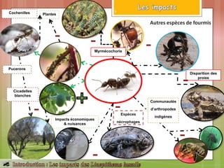 Espèces
nécrophages
Disparition des
proies
Autres espèces de fourmis
Cochenilles
Pucerons
Plantes
Impacts économiques
& nuisances
Myrmécochorie
Cicadelles
blanches
Communautés
d’arthropodes
indigènes
9
 