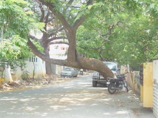 12Maëlle Thueux - Jugaad & Paysage - architecture du paysage - 2015
Photo: Thueux, M, Chennai, 2015
 