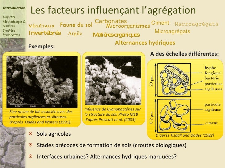 Distribution and influence of organic matter and ...