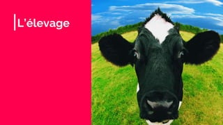 L’élevage
 