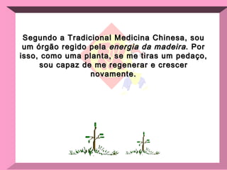 Segundo a Tradicional Medicina Chinesa, sou um órgão regido pela  energia da madeira . Por isso, como uma planta, se me tiras um pedaço, sou capaz de me regenerar e crescer novamente. 