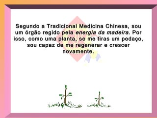 Segundo a Tradicional Medicina Chinesa, sou um órgão regido pela  energia da madeira . Por isso, como uma planta, se me tiras um pedaço, sou capaz de me regenerar e crescer novamente. 