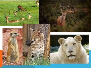 South africa