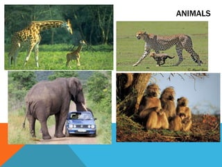 ANIMALS
 