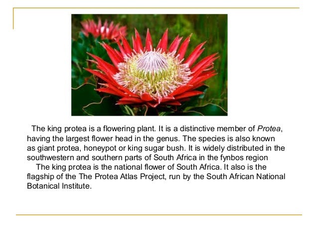 south africa