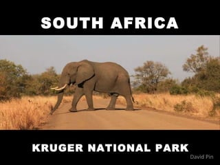SOUTH AFRICA KRUGER NATIONAL PARK David Pin 