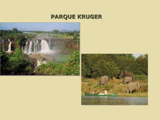 PARQUE KRUGER   