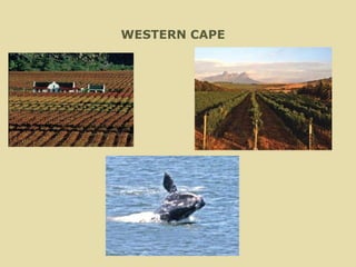WESTERN CAPE 
