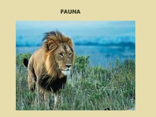   FAUNA 