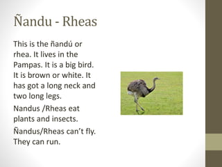 Ñandu - Rheas
This is the ñandú or
rhea. It lives in the
Pampas. It is a big bird.
It is brown or white. It
has got a long neck and
two long legs.
Nandus /Rheas eat
plants and insects.
Ñandus/Rheas can’t fly.
They can run.
 