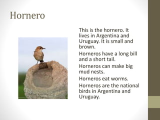 Hornero
This is the hornero. It
lives in Argentina and
Uruguay. It is small and
brown.
Horneros have a long bill
and a short tail.
Horneros can make big
mud nests.
Horneros eat worms.
Horneros are the national
birds in Argentina and
Uruguay.
 