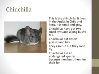 Chinchilla
This is the chinchilla. It lives
in the Andes in Chile and
Peru. It is small and grey.
Chinchillas have got two
small eyes and a long bushy
tail.
Chinchillas eat desert
grasses and hay.
They can run but they can’t
fly.
Chinchillas are an
endangered species
because men hunt them for
their fur.
 