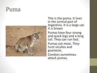 Puma
This is the puma. It lives
in the central part of
Argentina. It is a large cat.
It is brown
Pumas have four strong
and quick legs and a long
tail. They can run fast.
Pumas eat meat. They
hunt vicuñas and
guanacos.
Condors sometimes
attack pumas.
 