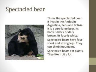 Spectacled bear
This is the spectacled bear.
It lives in the Andes in
Argentina, Peru and Bolivia.
It is a very large bear. Its
body is black or dark
brown. Its face is white.
Spectacled bears have four
short and strong legs. They
can climb mountains.
Spectacled bears eat plants.
They like fruit a lot.
 