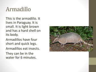 Armadillo
This is the armadillo. It
lives in Paraguay. It is
small. It is light brown
and has a hard shell on
its body.
Armadillos have four
short and quick legs.
Armadillos eat insects.
They can be in the
water for 6 minutes.
 