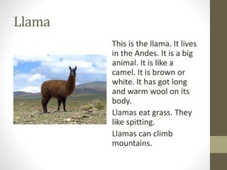 Llama
This is the llama. It lives
in the Andes. It is a big
animal. It is like a
camel. It is brown or
white. It has got long
and warm wool on its
body.
Llamas eat grass. They
like spitting.
Llamas can climb
mountains.
 