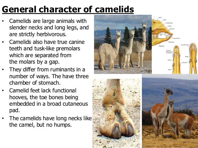 Camelidae Examples South American Camelid Family _ The domestication of South American ...