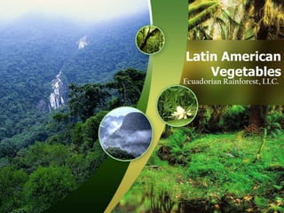 Latin American Vegetables Ecuadorian Rainforest, LLC. 