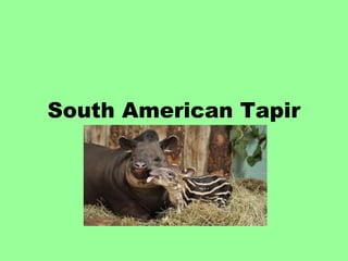 South American Tapir
 