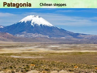 Patagonia   Chilean steppes 