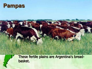 Pampas These fertile plains are Argentina's bread-basket.   