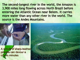 Amazon River The second-longest river in the world, the Amazon is 3,900 miles long flowing across North Brazil before entering the Atlantic Ocean near Belem. It carries more water than any other river in the world. The source is the Andes Mountains.   A school of sharp-teethed piranha can devour a cow in minutes 