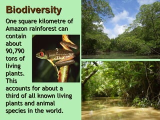 Biodiversity One square kilometre of Amazon rainforest can contain  about  90,790  tons of  living  plants.  This  accounts for about a third of all known living plants and animal species in the world. 