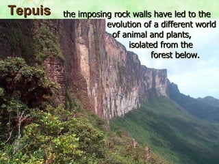 Tepuis the imposing rock walls have led to the  evolution of a different world    of animal and plants,  isolated from the  forest below. 
