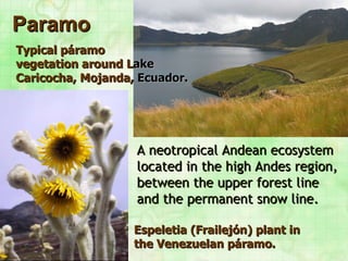 Paramo A neotropical Andean ecosystem located in the high Andes region, between the upper forest line and the permanent snow line.   Typical páramo   vegetation around   L ake   Caricocha, Mojanda,   Ecuador.   Espeletia (Frailejón) plant in the Venezuelan páramo.  
