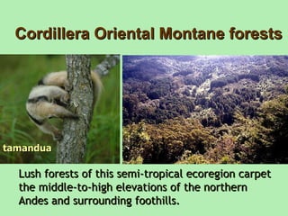 Cordillera Oriental Montane forests tamandua Lush forests of this semi-tropical ecoregion carpet the middle-to-high elevations of the northern Andes and surrounding foothills.   