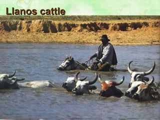 Llanos cattle 