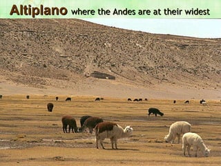 Altiplano  where the Andes are at their widest 