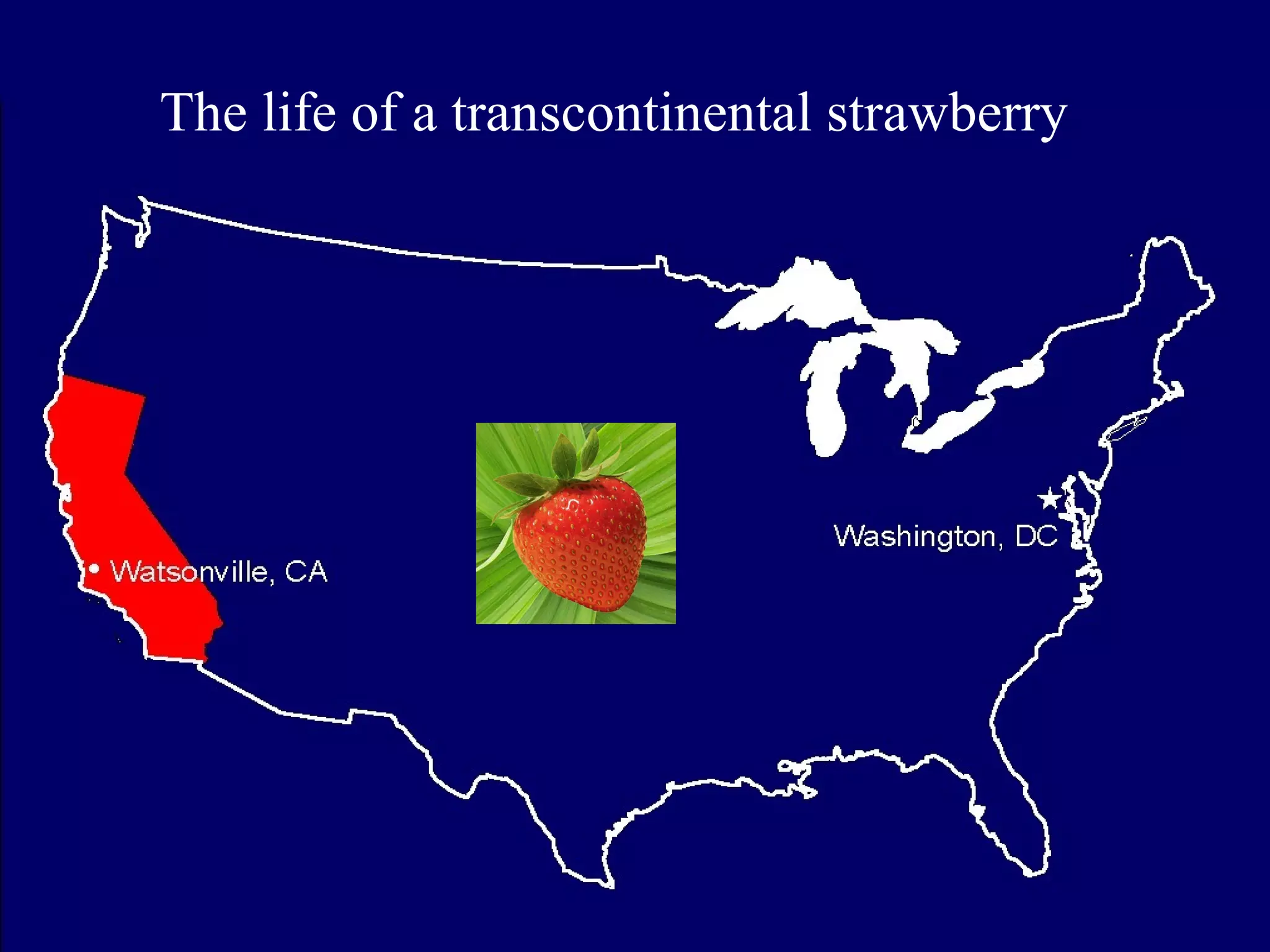 The life of a transcontinental strawberry
 