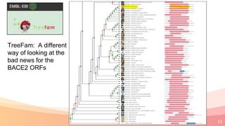 15
TreeFam: A different
way of looking at the
bad news for the
BACE2 ORFs
 