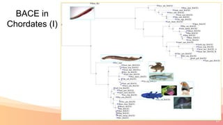 17
BACE in
Chordates (I)
 