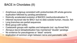 18
BACE in Chordates (II)
• Amphioxus outgroup consistent with protochordate 2R whole-genome
duplication followed by paralog persistence
• Distinctly accelerated evolution of BACE2 (neofunctionalisation ?)
• Inferred neuronal role for BAC1 but no data outside human, mouse, fish
• Long branches are partial sequences
• Birds group with turtles
• Coelacanth groups with reptiles and tetrapods (not ray-finned fish)
• Xenopus laevis tetraploidisation has maintained “double” paralogs
• No evidence for pseudogenes or “dead” variants
• Implication of common origin between nerve and pancreatic cells
 