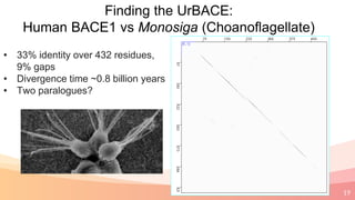 19
Finding the UrBACE:
Human BACE1 vs Monosiga (Choanoflagellate)
• 33% identity over 432 residues,
9% gaps
• Divergence time ~0.8 billion years
• Two paralogues?
 