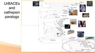22
UrBACEs
and
cathepsin
paralogs
 