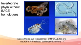 25
Invertebrate
phyla without
BACE
homologues
Non-orthologous replacement of UrBACE for pre-
neuronal RIP-related secretase functions ?
 