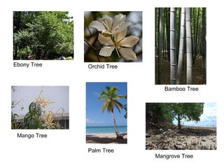 Ebony Tree Orchid Tree
Bamboo Tree
Mango Tree
Palm Tree
Mangrove Tree
 