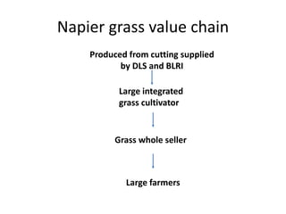 Transforming livelihoods in South Asia through sustainable livestock research and development: Bangladesh perspectives